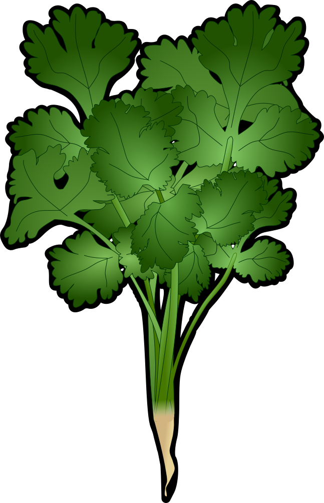 黒い縁取りで輪郭を強調したパクチー(コリアンダー)のイラスト。香草の形状がはっきり分かる素材(透過PNG)