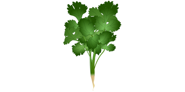 【フリー素材】パクチー(コリアンダー)のイラスト(ハーブ/香草/線なし・黒縁あり2種)商用利用可・透過PNG