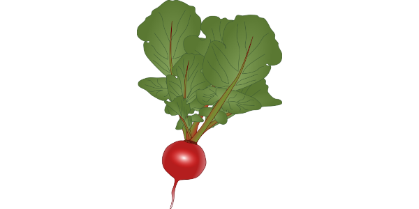 【フリー素材】赤丸二十日大根のイラスト(ラディッシュ/根菜/線なし・黒縁あり2種)商用利用可・透過PNG