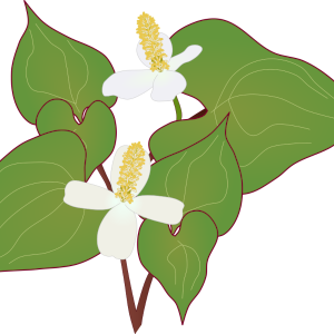 【フリー素材】ドクダミのイラスト（薬草／山野草／白い花／線なし・黒縁あり2種）商用利用可・透過PNG