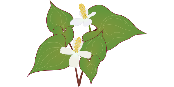 [Free Material] Houttuynia Cordata (Fish Mint) Illustration (Medicinal Herb / White Flower / 2 Styles: No Line & Black Outline) Commercial Use / Transparent PNG