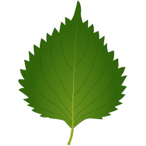 【フリー素材】大葉（しそ）のイラスト（香味野菜／青紫蘇／ハーブ／線なし・黒縁あり2種）商用利用可・透過PNG