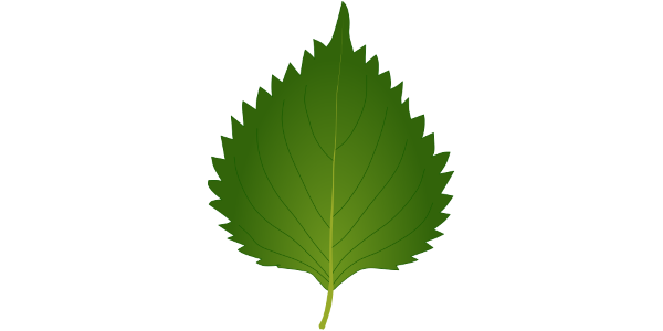 [Free Material] Ooba (Shiso Leaf) Illustration (Aromatic Vegetable / Perilla / 2 Styles: No Line & Black Outline) Commercial Use / Transparent PNG